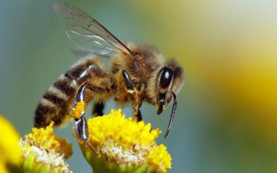 À Saint-Nazaire en Royans, une journée citoyenne pour « sauver les abeilles »
